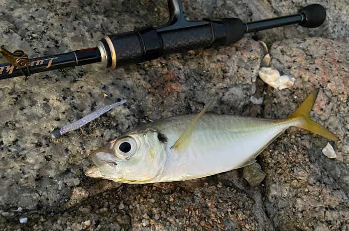 アジアダーで釣れたアジ