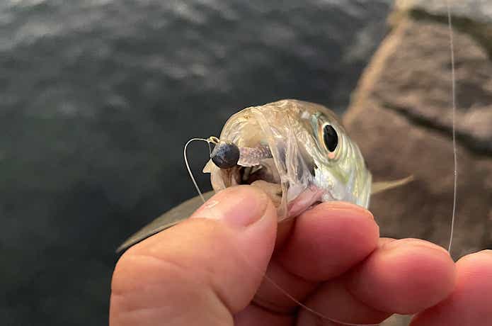 アジアダーで釣れたアジ
