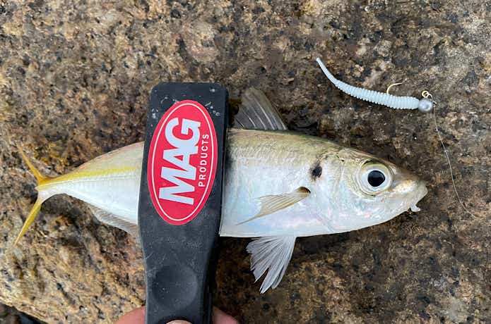 アジアダーで釣れたアジ