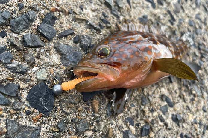 アジアダーで釣れたキジハタ