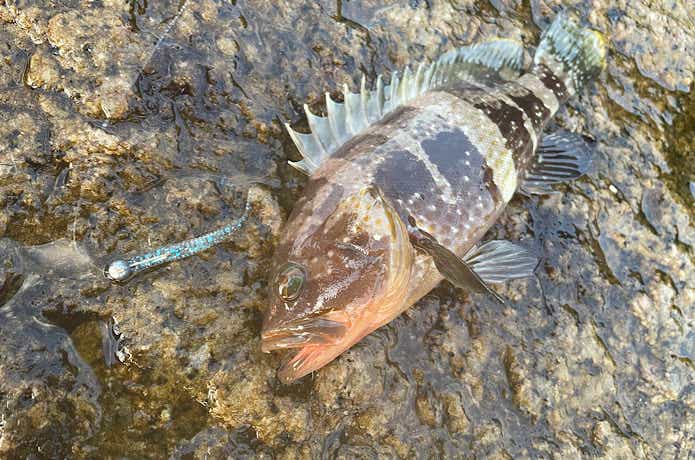アジアダーで釣れたアオハタ