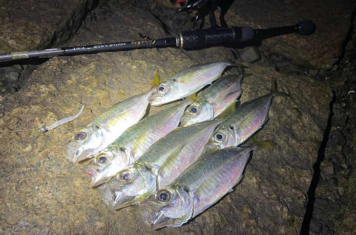 アジアダーでの釣果