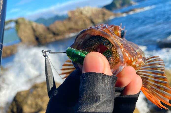 スタッガーオリジナル ソルトカラーで釣ったカサゴ