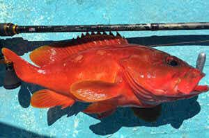 オーシャンフィールドで釣ったアカハタ