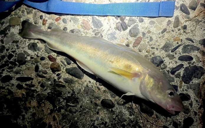 コマイ氷下魚（カンカイ）