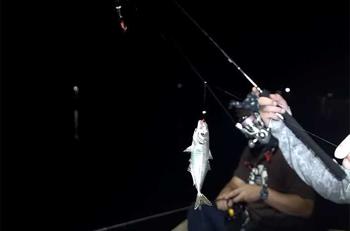ジャックサビキで釣れた豆アジ