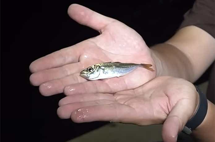 ジャックサビキで釣れた豆アジ