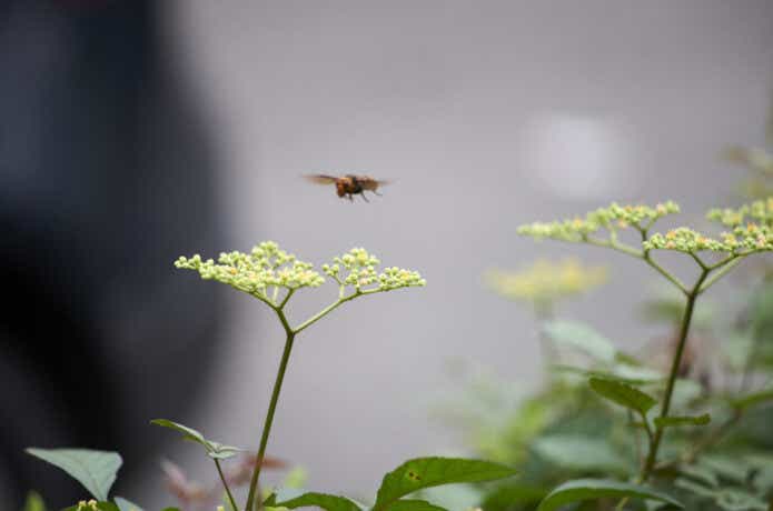 周囲を飛び回るスズメバチ