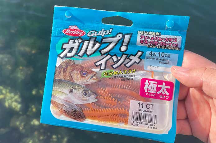 ガルプイソメ