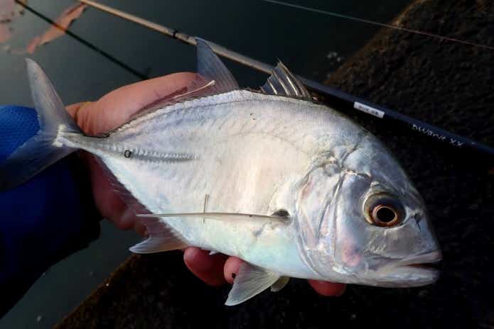 秋メッキ釣り
