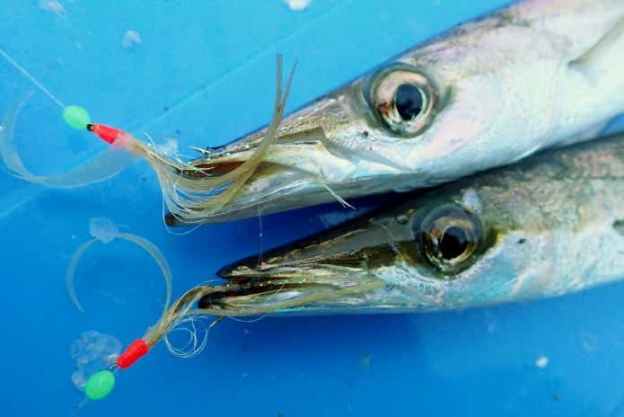 11月の釣りものカマス