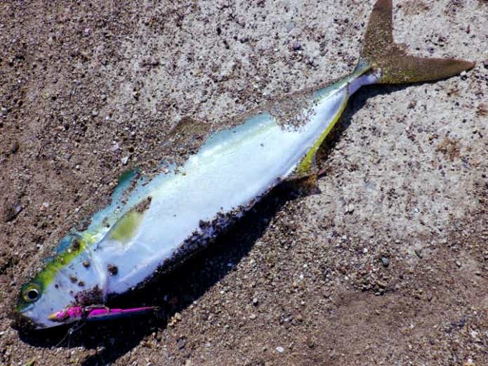釣ったイナダ