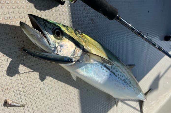 東京湾サワラの釣果