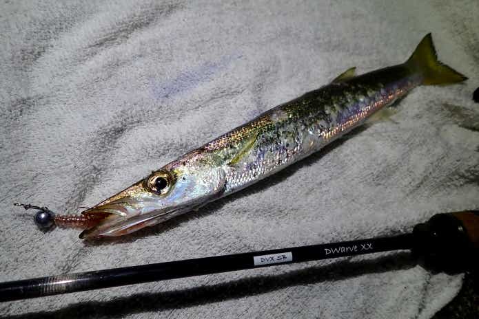 カマスルアー釣り
