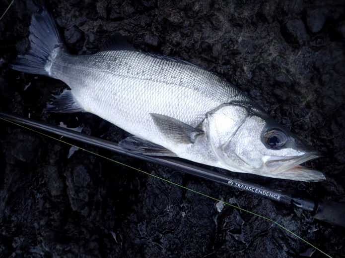 釣り上げたヒラスズキ