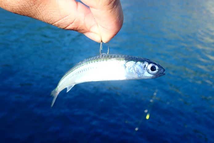 イナダの泳がせ釣