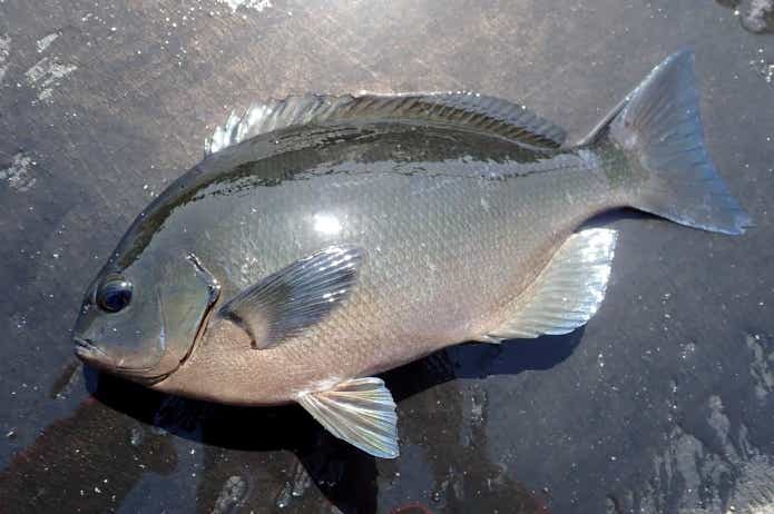 秋はグレ釣りシーズン