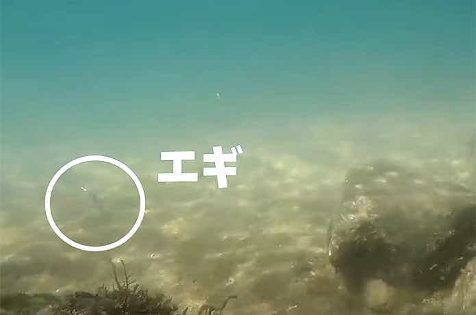 水中のエギの様子