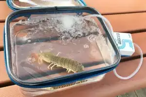 釣り用エアーポンプ