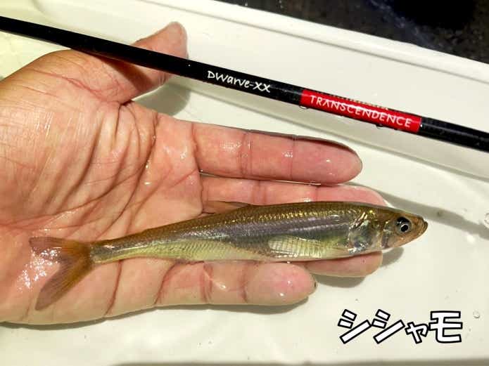 シシャモもキュウリウオ科