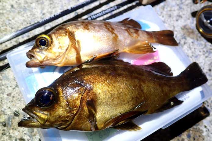 12月に釣れる魚メバル