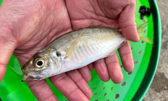 12月に釣れる魚アジ