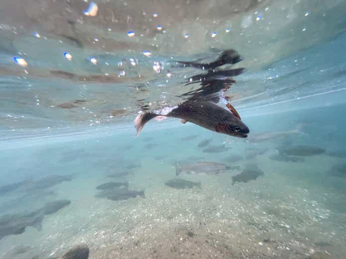 12月釣れる魚管理釣り場トラウト