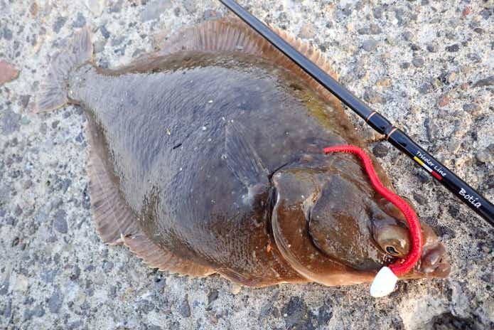 12月釣れる魚カレイ