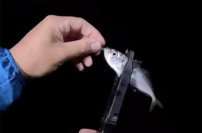 アジングの釣果
