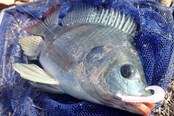 温排水で釣ったティラピア
