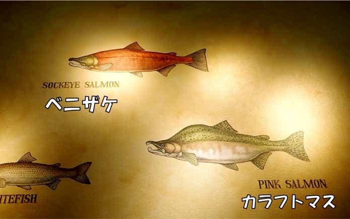 ベニザケ・カラフトマス