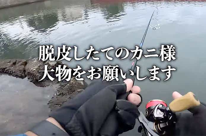 脱皮したてのカニで釣れたコトヒキ