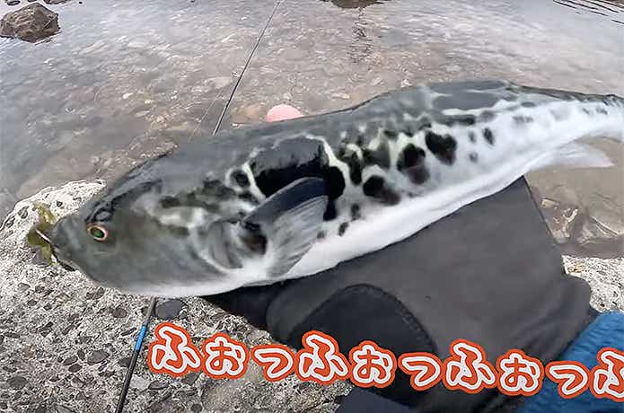 脱皮したてのカニで釣れたトラフグ