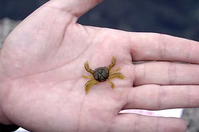 脱皮したてのカニのサイズ
