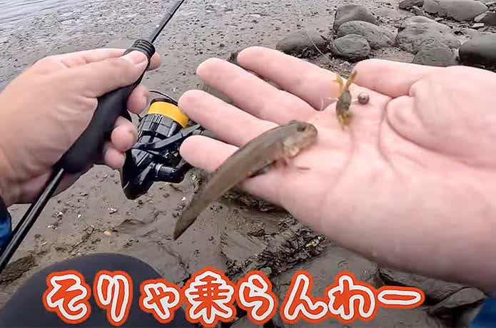 脱皮したてのカニで釣れたハゼ