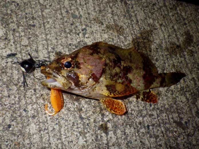 12月に釣れる魚