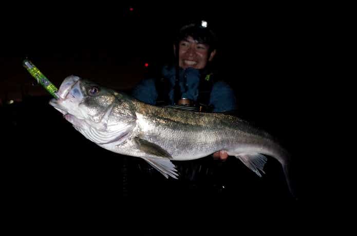 12月に釣れる魚シーバス