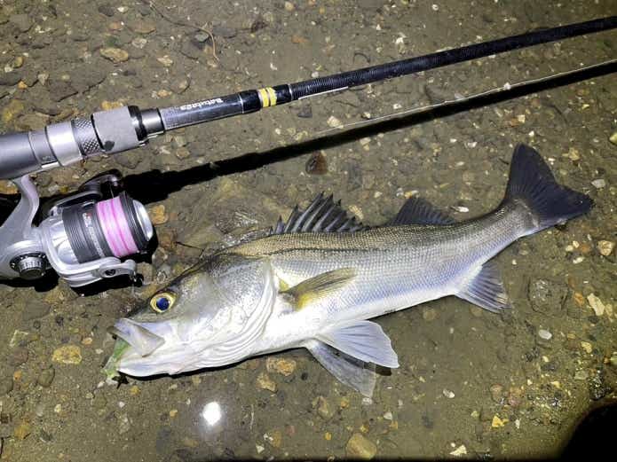 1月釣れる魚シーバス