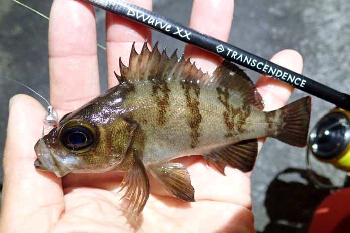 冬に釣れる魚メバル