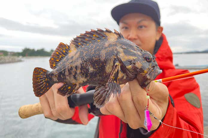 穴釣り専科ジカブラSSとオウゴンムラソイ