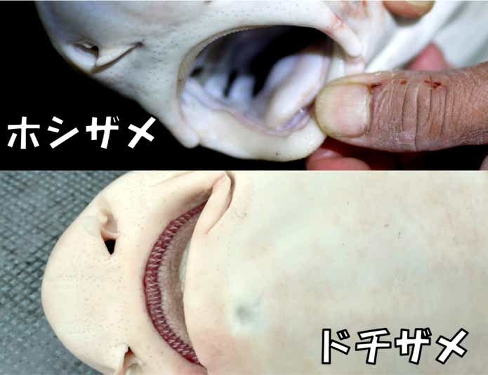 ホシザメとドチザメの歯