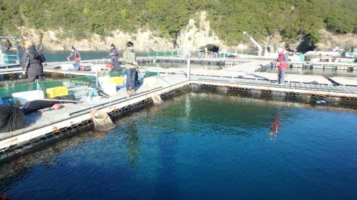 管理釣り場や海上釣り堀