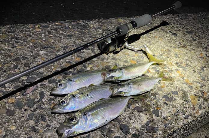 鯵道5G AD5-S682M/AJIで釣ったアジ