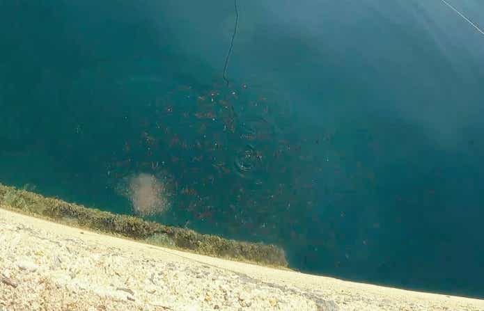 対馬の堤防でコマセを撒いてみると