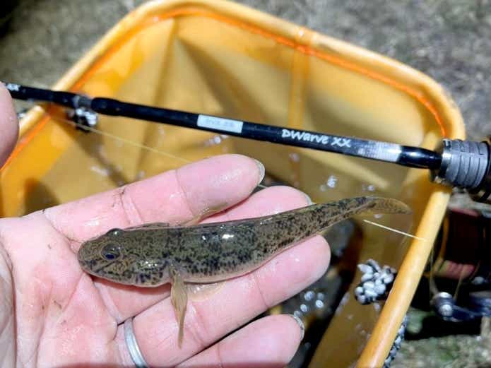 1月のハゼ釣り