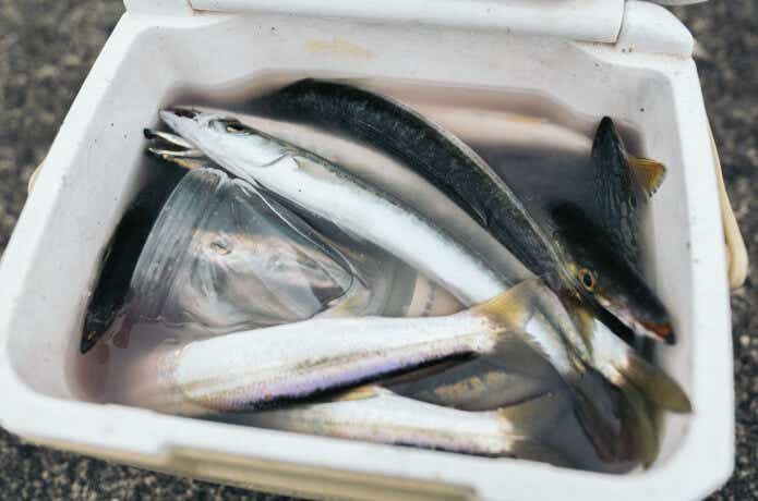 カマス