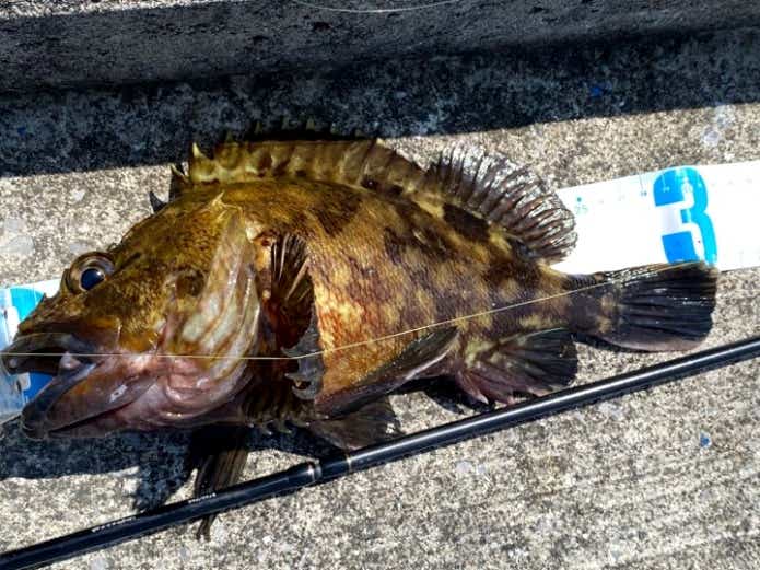 1月に海で釣れる魚ソイ