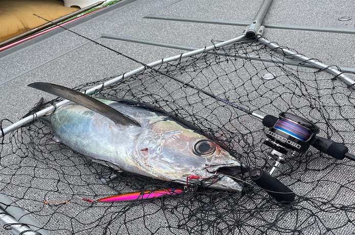 スパイVでビンチョウマグロの釣果