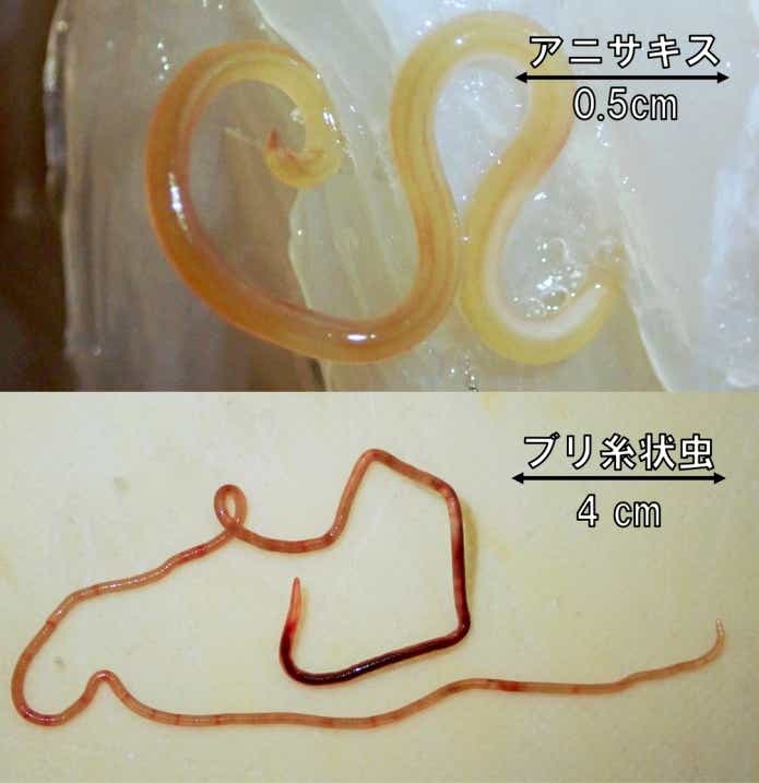 アニサキスとブリ線虫