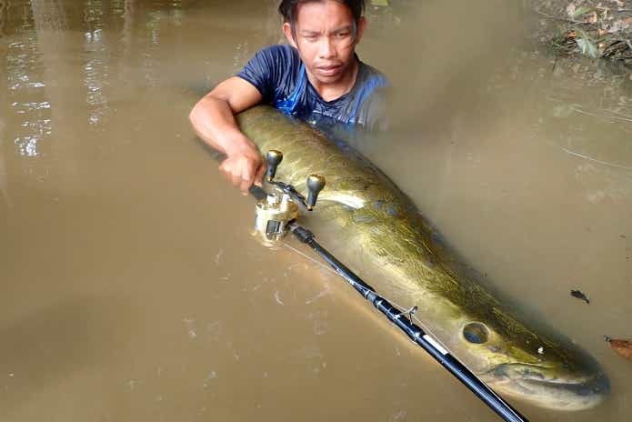 カルカッタコンクエスト401TEと怪魚